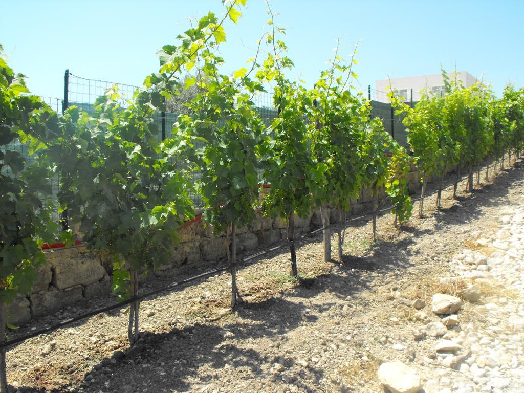 Agriturismoeloropizzuta Lido di Noto エクステリア 写真