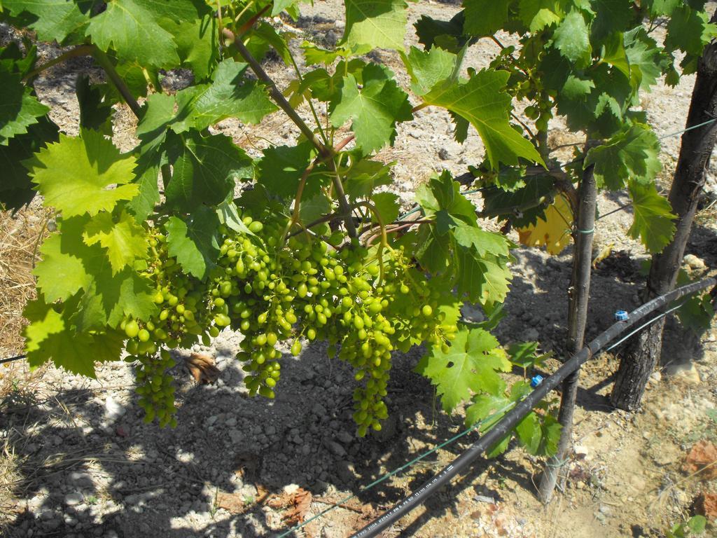 Agriturismoeloropizzuta Lido di Noto エクステリア 写真